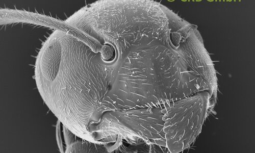La nostra immagine preferita — La formica — Larghezza immagine ca. 1 mm | © CRB Analysis Service GmbH